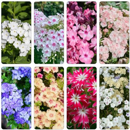 Phlox de alfombra - flox subulata semillas de exóticas semillas balcón decoración jardín decoración 450pcs