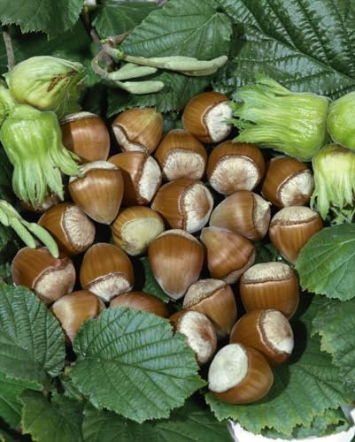 Corylus avellana 'Hallesche Riesennuss' 60–100 cm – Winterhart, Mehrjährig, Pflegeleicht – Haselnussstrauch – Heckenpflanze für Garten & Sichtschutz