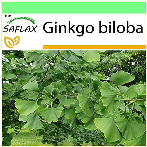 SAFLAX - Ginkgo - 4 Samen - Ginkgo biloba