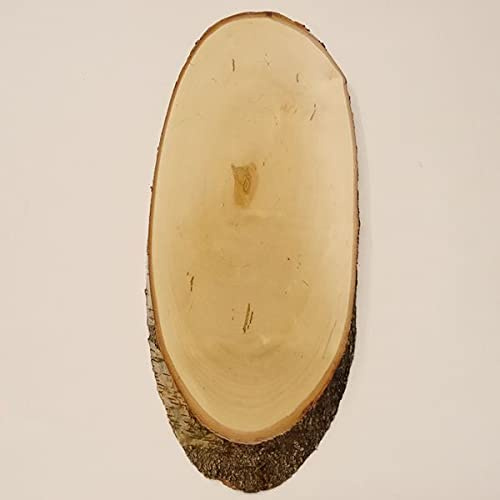 GTK - Geweihe & Trophäen KRUMHOLZ Birke Rothirsch AF 55 cm Hirsch Schild Trophäenschild Geweih Baumscheibe Baumschild Natur Holz modern
