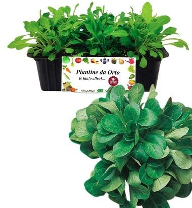 P. Piantine da Orto | Valeriana da Insalata, Kit 9 Piantine, Pianta Pronta per il Trapianto, Pianta Vera da Orto, da Balcone e da Esterno, Vivaio Italiano