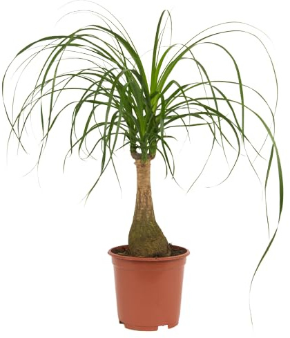 Beucarnea Recurvata -Planta Natural Ideal para Principiantes
