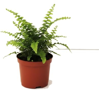 DECOALIVE Nephrolepis Exaltata 25 cm - Helecho de Boston en Maceta 12 cm para Interior Elegante
