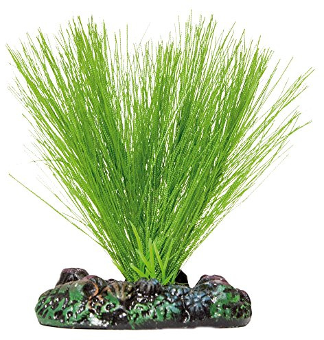 Aquatic Plants AP1114 Planta de Seda Miriophyllium para Acuarios, 7 Cm