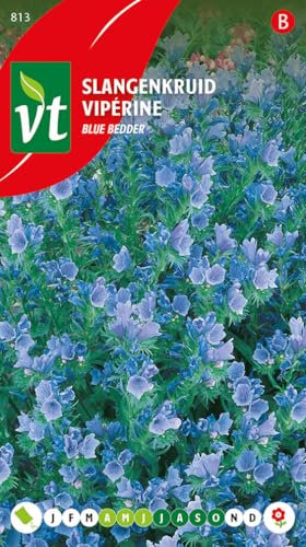 Vipérine Blue Bedder Graines - Belle variété aux fines fleurs bleu violacé