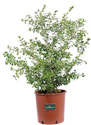 Pianta di Buxus Sempervirens Rotundifolia pianta di Bosso Sempervirens Rotundifolia pianta ornamentale di Bosso pianta da giardino pianta da esterno pianta vera di Bosso venduta da eGarden.store