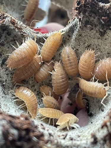 Asseln Orange | Bodenpolizei für Terrarium | Futtertiere | Futterinsekten