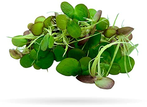 60+ Giant Duckweed (+Mystery Plant) Live Aquatic Floating Plant for Aquarium (spirodela polyrhiza) by Aquarigram