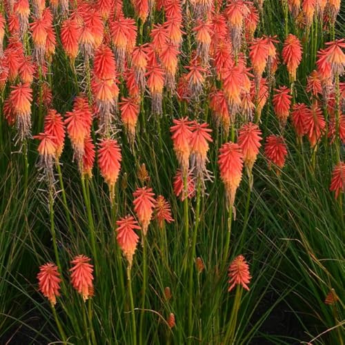 semi di giglio torcia, resistente - giardino selvatici, all'inverno 300pcs