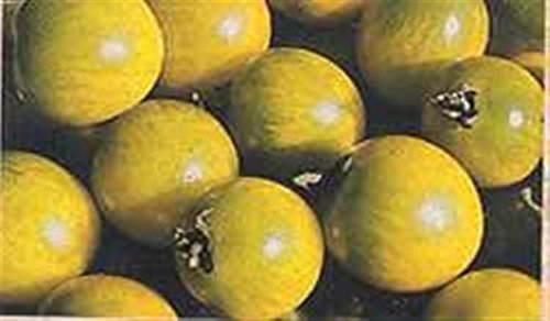 Green Grape Heritage Heirloom Green and Yellow LARGISH Cherry Bush Type Tomato 20 Organic Seeds Certified French Organic Grower