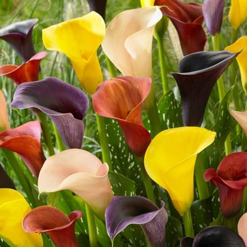 Calla Lily Bulbs-Calla Lily Plant Calla Lily Bulbs for Planting Now UK,Garden Flowers,Plant Bulbs,Hardy Perennial,Wedding Flowers-6bulbs-e