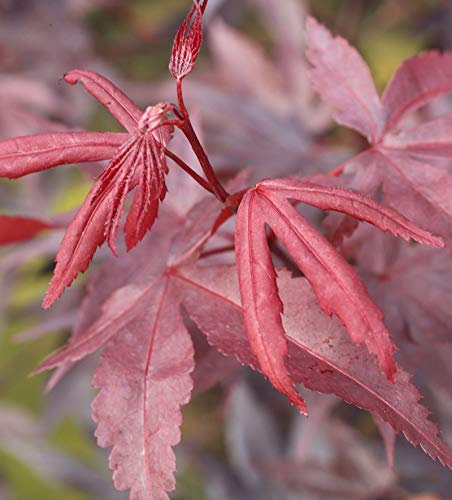 Roter Fächerahorn Bloodgood 60-80cm - Acer palmatum