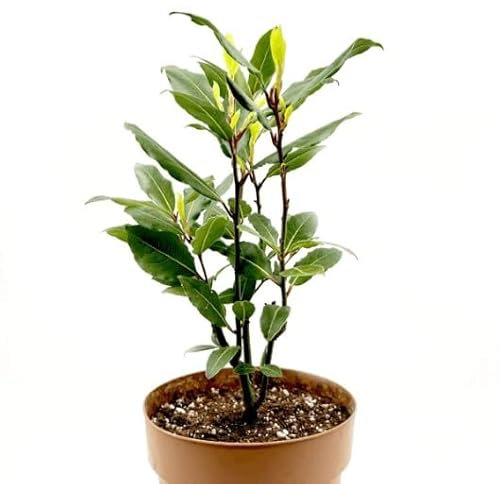 Laurel Maceta 10cm de Diámetro Planta Aromática Natural