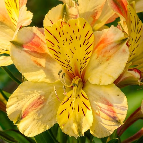 Alstroemeria Spring Valley - Peruvian Lily Plants with Yellow Flowers Flecked with Red - Outdoor Perennial Plants Garden Ready for Planting - Garden Plant for Beds, Borders, Pots (9cm Pot, 20-30cm)