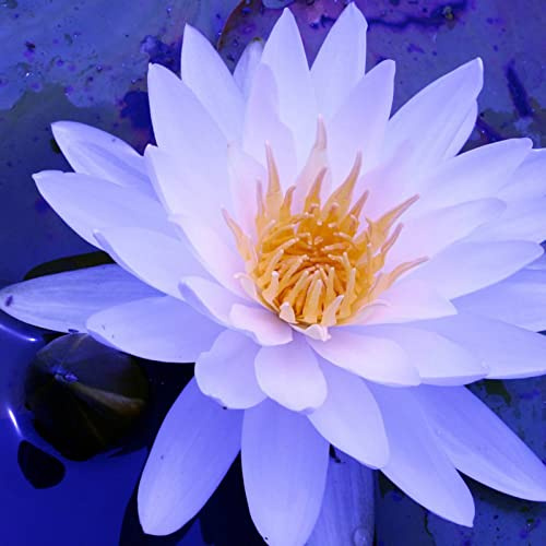 Lotus, Rareza Multicolor, Floración Continua, Rizomás de Lirios de Agua, Muy Exclusivo, Multicolor de Alto Rendimiento, Magia de la Naturaleza, Rizomás Resistente al Invierno, 60 piezas