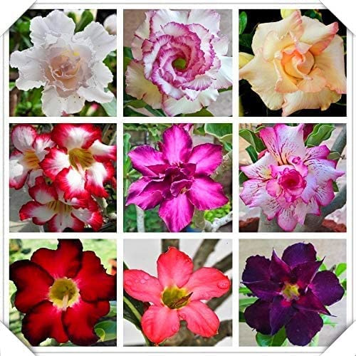 Perenne resistente/Regalo/Crescita, giardini e balconi, Raro Rizoma Di rosa del deserto, 4bulbs-D