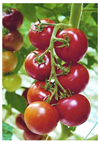 Premier Seeds Direct - Tomato - Shirley F1-12 Finest Seeds