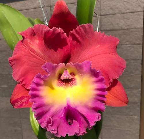 Aloha Hawaii Orchids