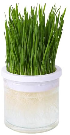 1 Stück Katzengras-Pflanzgefäß – Katzengras-Pflanzkasten, transparenter hydroponischer Katzengras-Topf | Haustier-Zubehör, Hydrokultur-Pflanzbox, Katzen-Pflanzgefäß, Keimschale für Katzen im Innen- od