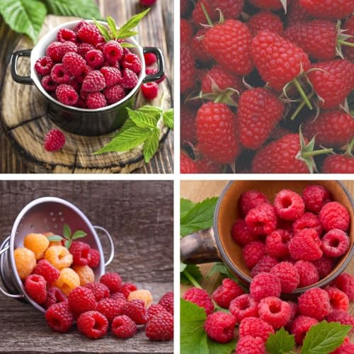 Raspberry Growers Choice | Hardy UK Fruit Canes | Summer & Autumn Fruiting Varieties | Thorny & Thornless Options | Juicy Sweet Raspberries 2 Litre x 1 by Thompson & Morgan