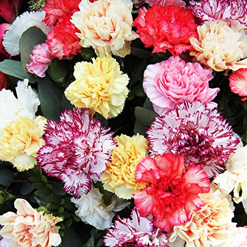 semi di garofano perenni resistenti - balcone aiuola rialzata biologici esotici appartamento 150pcs
