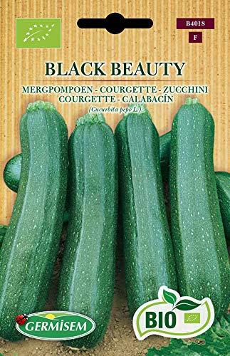 Germisem Zucchini BLACK BEAUTY, ECBIO4018