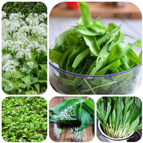 semillas de ajo silvestre orgánicas - variedades antiguas exóticas semillas para camas elevadas perennes resistentes raras de balcón jardín 200pcs
