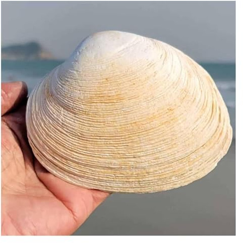 dekorativa snäckor, Snäckskal 11~13 cm for bröllopsdekorationer, strandtemafester, heminredning, gör-det-själv-pyssel, akvarie- och snäcksamlare
