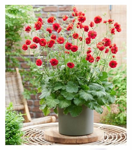 BALDUR Garten Geum 'Firestarter®',1 Pflanze, auffällige, kompakte Neuzüchtung, winterharter Blickfang, blüht bis zu 6 Monate, ideal für Beet & Kübel, pflegeleicht & langlebig