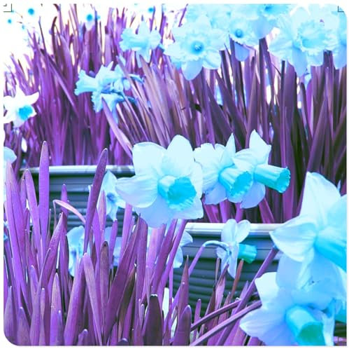 Daffodil Narcissus UK Now Perennial Bulbs for Planting Now UK Strong Plants That Grow Well Mix Golden Jade Carving Feels Perfect