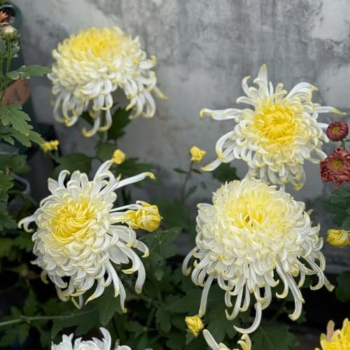 semi di crisantemo - balcone copertura del terreno resistente, giardino perenni 180pcs