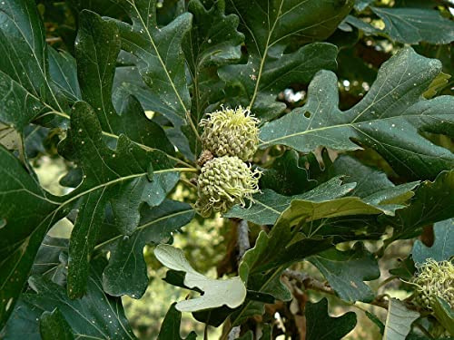 Klettenfrüchtige Eiche Quercus macrocarpa Pflanze 15-20cm Bur-Eiche Rarität