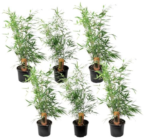 Plant in a Box - Fargesia Rufa - Pokon - Set de 6 - Bambou des neiges - Arbuste exterieur - Persistant - Vert - Pot 13cm - Hauteur 25-40cm