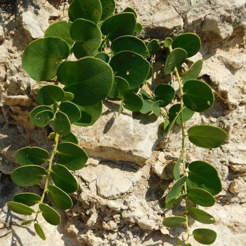 semi di cappero sempreverdi resistenti cespuglio di capperi biologici, vecchie varietà, arbusti a crescita rapida, resistenti 40pcs