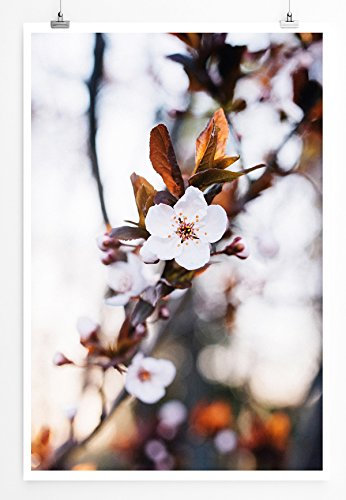 Eau Zone Bilder - Naturbilder – Blüten eines Apfelbaums im Frühling- Leinwand Kunstdrucke Wandbilder aus Deutschland
