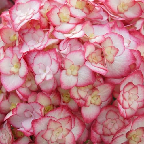 Plant Theory Miss Saori Garland Hydrangea Hydrangea Shrub Plant 2L Pot