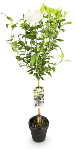 GreenboutiQ - Plante de jardin - Hibiscus syriacus White Chiffon® - Plante sur tige - Plante de terrasse - Feuillage caduc - Peu d'entretien - Pot 19cm Hauteur 90cm