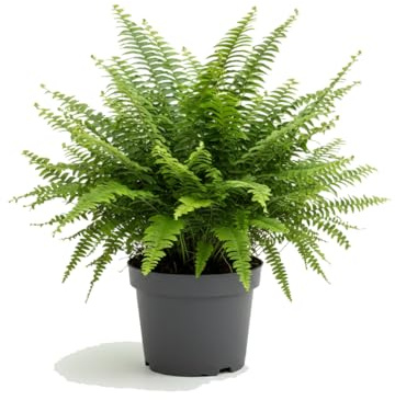 Nephrolepis Exaltata Helecho Espada DECOALIVE para Espacios con Luz Indirecta, Maceta de 14 cm de Diámetro, Altura 35 cm
