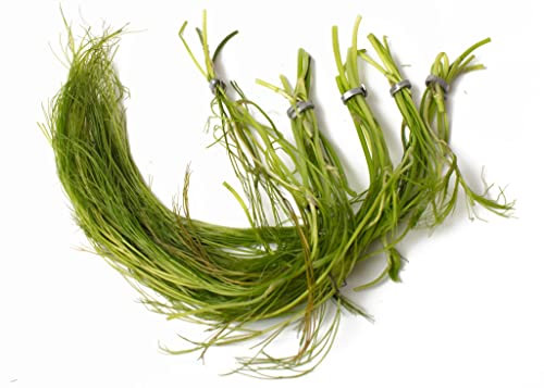 Lincolnshire Pond Plants Ltd Ranunculus aquatillis Oxygenating Pond Plant - Fish or Wildlife Pond and bog Aquatic Plants - 10 Bunches