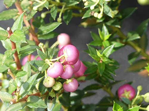 Pernettya mucronata Rosea - Torfmyrte - weiblich - 20-30 - Kleinstrauch