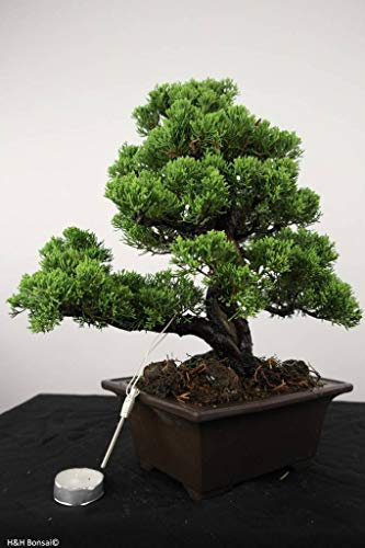 15 Semi Juniperus chinensis (cinese) di Juniper Bonsai