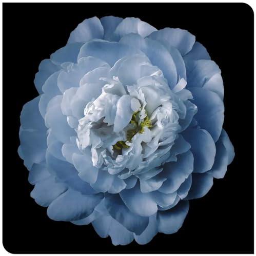 Köp pioner/pioner rhizom/flerårig vinterhård/köldbeständig/högt dekorativt värde. 3 Rhizome-E