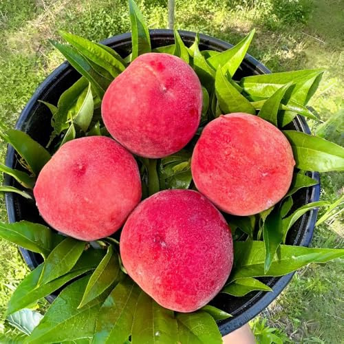 semi di pesco - giardino da balcone biologici in vaso resistenti 4pcs