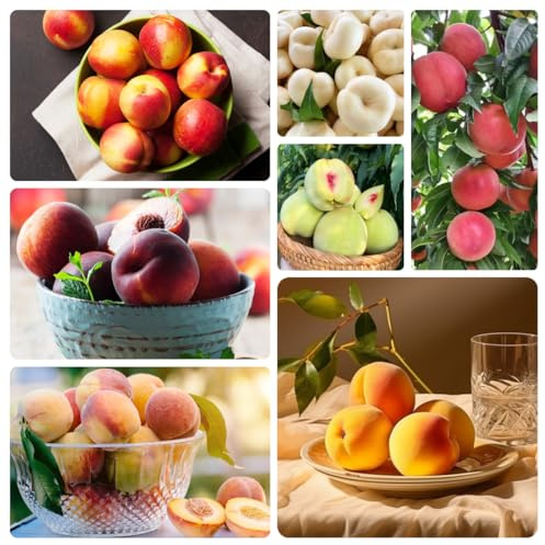 Semi resistenti del pesco、giardino di resistente frutto colonnare resistente Le perenni sono perenni resistenti da frutto 20pcs