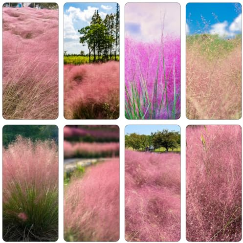 Muhlenbergia capillaris deko büro garden balkonpflanzen gartenpflanzen pflanztöpfe pflanzenkübel pflanzendeko ziergras balkongarten extrem winterharte kübelpflanzen bonsai kaufen 300samen