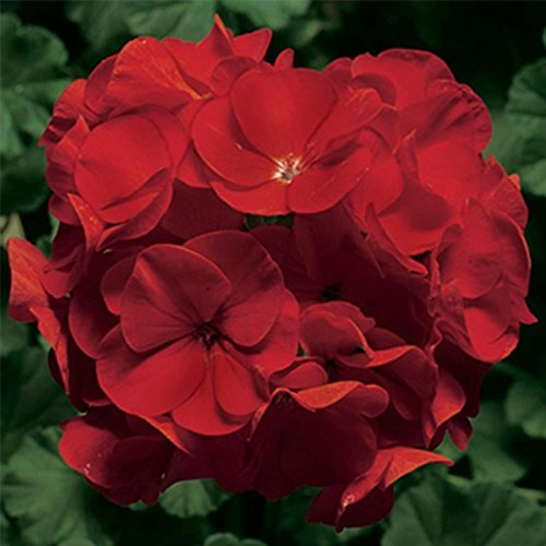 Pinto Premium F1 Series Geranium Flower Garden Seeds - Deep Red - 100 Seeds - Annual Flower Gardening Seed