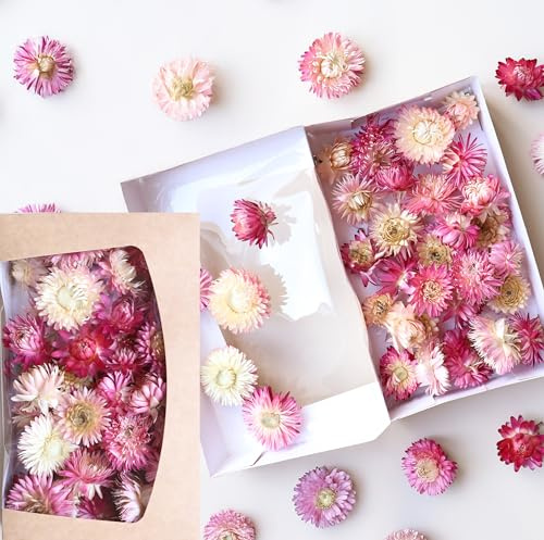 Getrocknete Helichrysum Strohblumen Köpfe – langlebige Trockenblumen für Deko & Basteln | Farbvarianten | Geschenkbox mit Sichtfenster – Dekoration für Kränze, Kerzen & Tischdeko (Rosa)