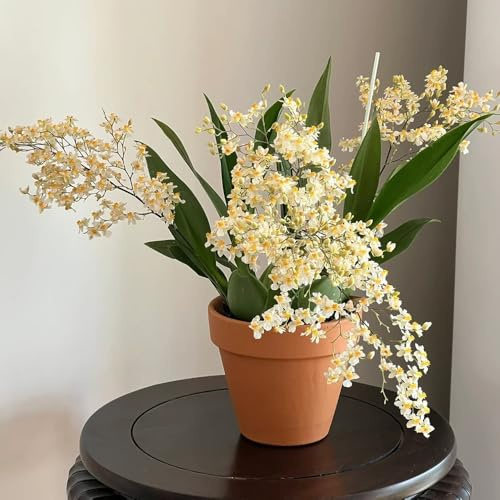 Semi di orchidea Oncidium, decorazione floreale Oncidium hybridum, giardino di regali per gli amanti del giardino serre da balcone 400pcs