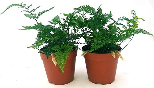 POWERS TO FLOWERS - FELCE DAVALLIA 2 PIANTE, VASO 13CM, piante vere