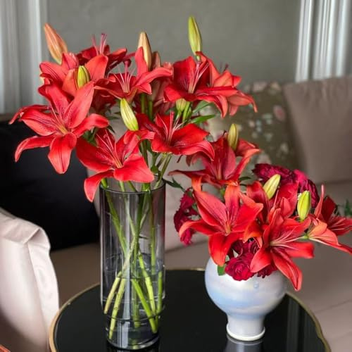 lilien pflanzendeko pflanztopf gartenpflanzen gartenblumen pflanzenkübel dekopflanzen frühlingsblumen zimmerbonsai bonsai winterharte kübelpflanzen dachbegrünung zimmerpflanzen 5zwiebeln